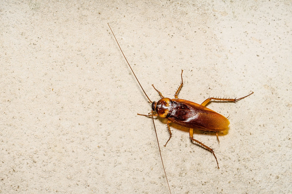 Cockroach Control, Pest Control in Egham, Englefield Green, TW20. Call Now 020 8166 9746