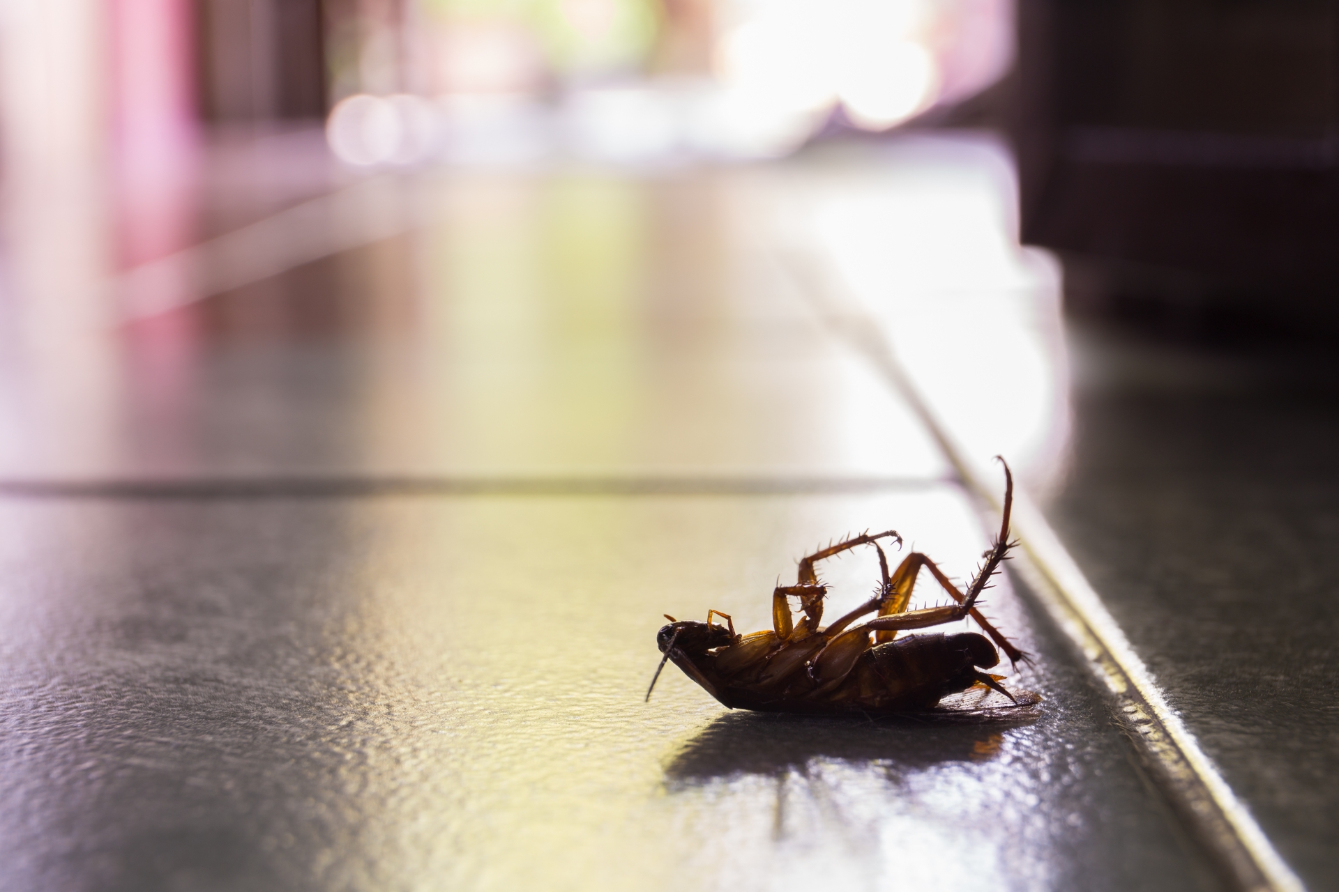 Cockroach Control, Pest Control in Egham, Englefield Green, TW20. Call Now 020 8166 9746