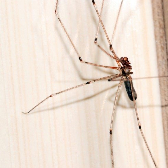 Spiders, Pest Control in Egham, Englefield Green, TW20. Call Now! 020 8166 9746