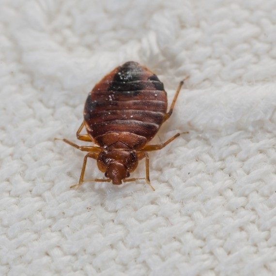 Bed Bugs, Pest Control in Egham, Englefield Green, TW20. Call Now! 020 8166 9746