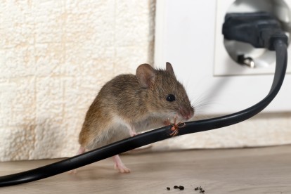 Pest Control in Egham, Englefield Green, TW20. Call Now! 020 8166 9746