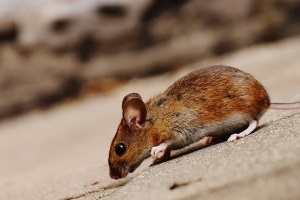 Mouse extermination, Pest Control in Egham, Englefield Green, TW20. Call Now 020 8166 9746
