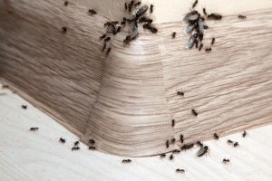 Ant Control, Pest Control in Egham, Englefield Green, TW20. Call Now 020 8166 9746